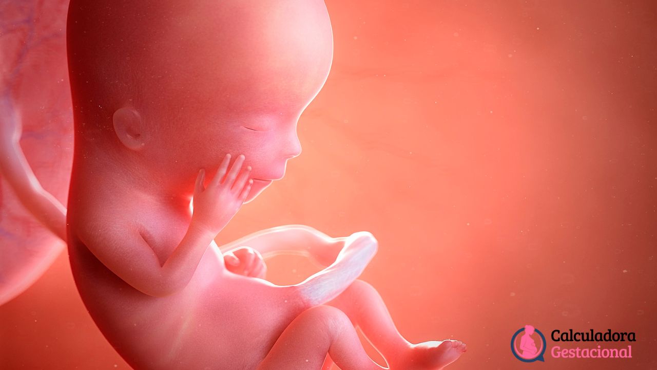 Diferença Entre Idade Gestacional e Idade Fetal